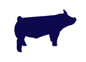 pig