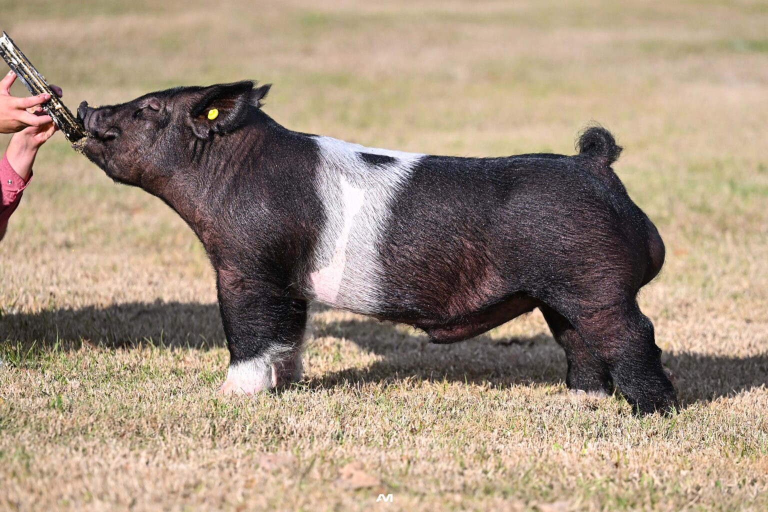 Heavy Rocks Boar BOARS